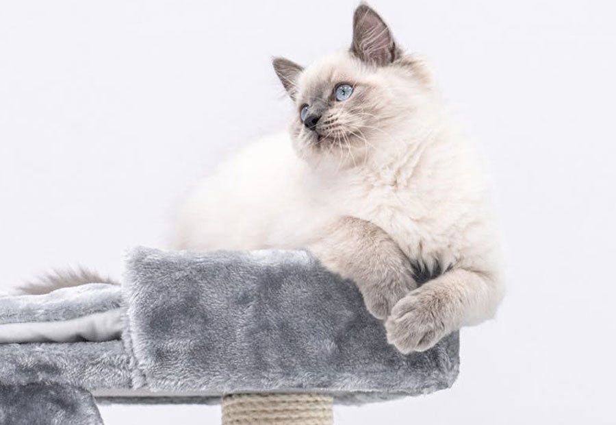 How to Create a Stimulating Environment for Your Cat