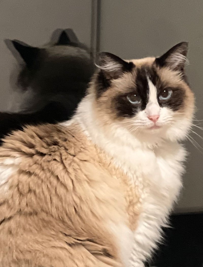Luna-ragdoll