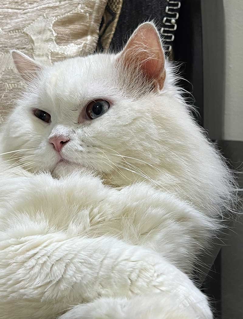 Snow-persian-cat