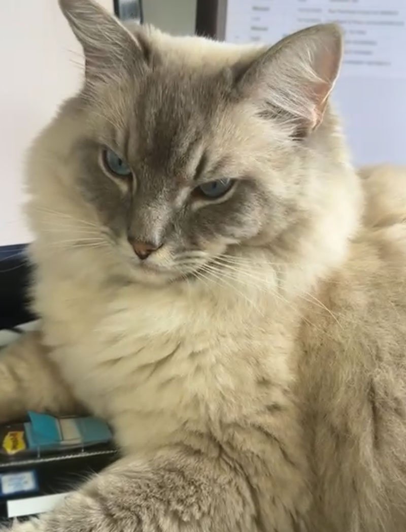 sultan-ragdoll